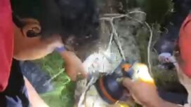 Evakuasi buaya yang menyerang warga oleh Damkar. Rabu (5/11/2025). Dok.Disdamkar Nunukan.