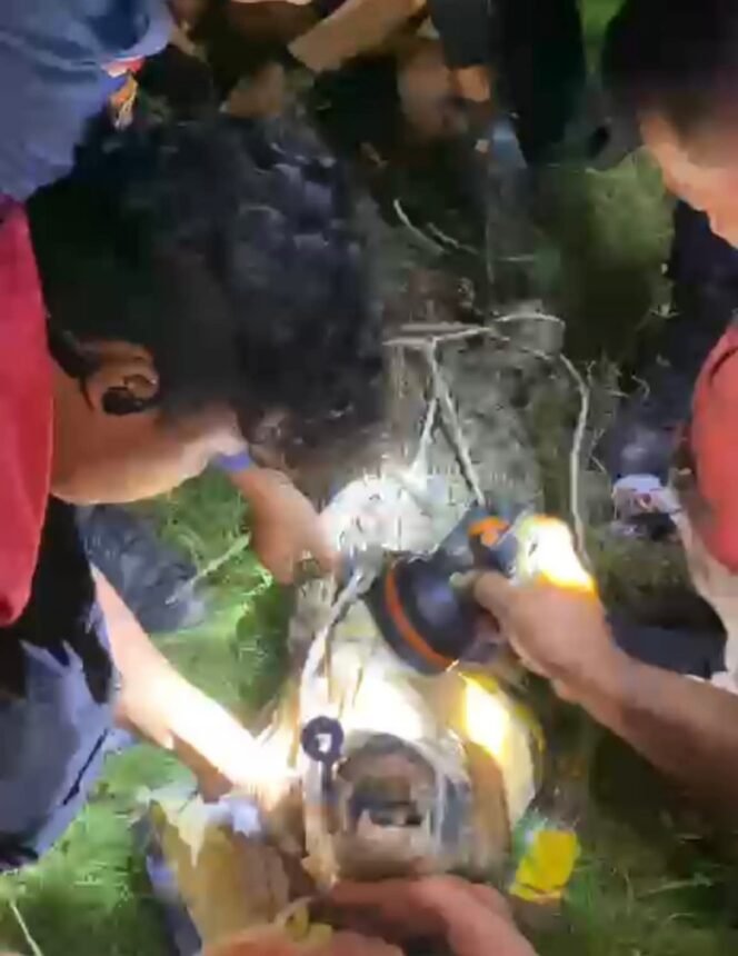 
					Evakuasi buaya yang menyerang warga oleh Damkar. Rabu (5/11/2025). Dok.Disdamkar Nunukan.