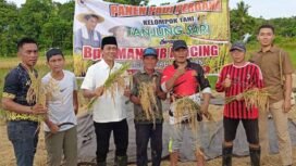 Anggota DPRD Nunukan, Muhammad Mansur menghadiri panen raya padi di RT. 03 Desa Persiapan Ujang Fatimah, Rabu (26/11/2025). Dok.Sekretariat DPRD Nunukan.