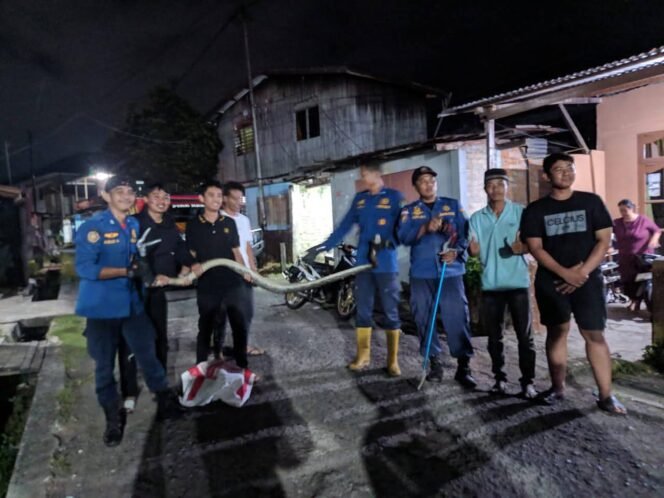 
					Petugas Damkar berhasil mengamankan ular sanca sepanjang 4 meter yang sempat melintang dan menakuti warga yang hendak melintas.