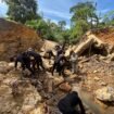 Satuan Brimob Kompi 2 Batalyon B Pelopor, Polda Kaltara, membangun kembali jembatan Kampung Loudres , Desa Sungai Limau RT. 14 Kecamatan Sebatik Tengah, Pulau Sebatik, Nunukan, Kalimantan Utara. Dok.Polda Kaltara.