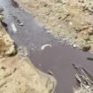 Kondisi Sungai Tujung yang diduga tercemar limbah sawit PT BHP. Terlihat air sungai menghitam dan terlihat ikan mati mengambang. Dok.Agus Arif Darmawan.