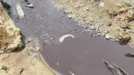 Kondisi Sungai Tujung yang diduga tercemar limbah sawit PT BHP. Terlihat air sungai menghitam dan terlihat ikan mati mengambang. Dok.Agus Arif Darmawan.