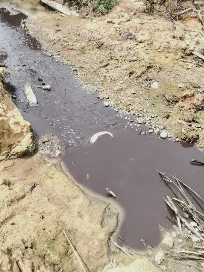 
					Kondisi Sungai Tujung yang diduga tercemar limbah sawit PT BHP. Terlihat air sungai menghitam dan terlihat ikan mati mengambang. Dok.Agus Arif Darmawan.