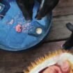 Durian merah yang memiliki nilai ekonomi tinggi hanya berakhir sebagai pakan ternak akibat rusaknya akses jalan darat Krayan - Malinau. Dok.Kalvin.
