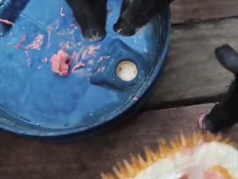 Durian merah yang memiliki nilai ekonomi tinggi hanya berakhir sebagai pakan ternak akibat rusaknya akses jalan darat Krayan - Malinau. Dok.Kalvin.