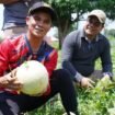 Bupati Nunukan, Irwan Sabri, mengunjungi kebun melon milik Bakri, warga Sungai Lancang, Kelurahan Tanjung Harapan, Nunukan Selatan, Sabtu (25/4/2026). Dok.Prokopim.