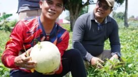 Bupati Nunukan, Irwan Sabri, mengunjungi kebun melon milik Bakri, warga Sungai Lancang, Kelurahan Tanjung Harapan, Nunukan Selatan, Sabtu (25/4/2026). Dok.Prokopim.