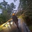 Pohon tumbang yang menewaskan pedagang sayur mayur di Nunukan Selatan, Minggu (12/4/2026) subuh. Dok.BPBD Nunukan.