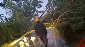 Pohon tumbang yang menewaskan pedagang sayur mayur di Nunukan Selatan, Minggu (12/4/2026) subuh. Dok.BPBD Nunukan.