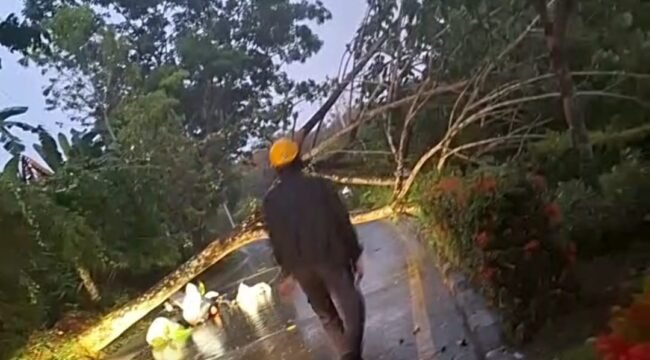 Pohon tumbang yang menewaskan pedagang sayur mayur di Nunukan Selatan, Minggu (12/4/2026) subuh. Dok.BPBD Nunukan.