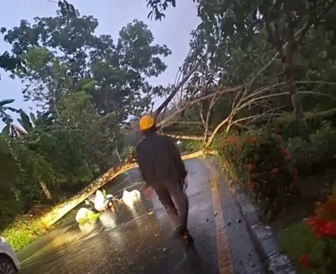 
					Pohon tumbang yang menewaskan pedagang sayur mayur di Nunukan Selatan, Minggu (12/4/2026) subuh. Dok.BPBD Nunukan.