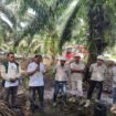 Ketua DPW APKASINDO Kaltara, M Khoiruddin, saat meninjau TBS di salah satu PKS Tanjung Selor. Dok.Khoiruddin.