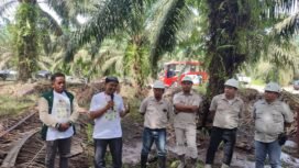 Ketua DPW APKASINDO Kaltara, M Khoiruddin, saat meninjau TBS di salah satu PKS Tanjung Selor. Dok.Khoiruddin.