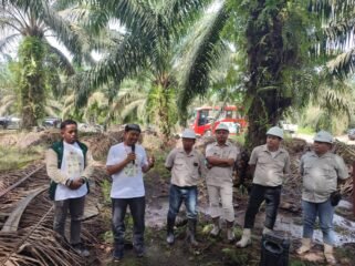 Ketua DPW APKASINDO Kaltara, M Khoiruddin, saat meninjau TBS di salah satu PKS Tanjung Selor. Dok.Khoiruddin.