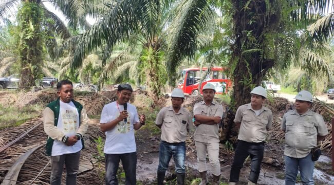 Ketua DPW APKASINDO Kaltara, M Khoiruddin, saat meninjau TBS di salah satu PKS Tanjung Selor. Dok.Khoiruddin.
