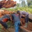 Pohon Damar yang ditebang warga Desa Binanun. Dok.Polsek Sembakung.