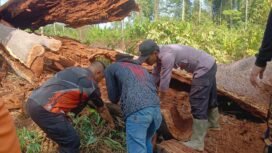 Pohon Damar yang ditebang warga Desa Binanun. Dok.Polsek Sembakung.