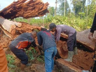 Pohon Damar yang ditebang warga Desa Binanun. Dok.Polsek Sembakung.