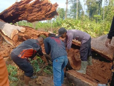 Pohon Damar yang ditebang warga Desa Binanun. Dok.Polsek Sembakung.