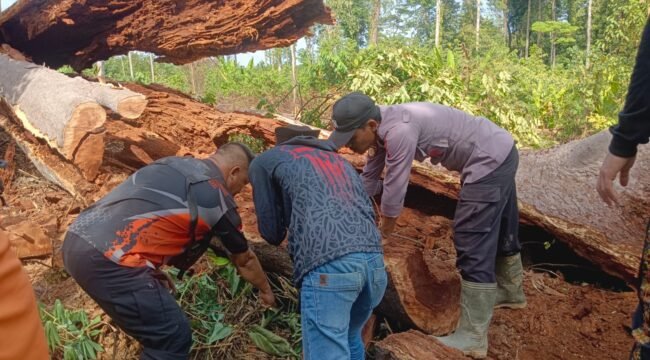 Pohon Damar yang ditebang warga Desa Binanun. Dok.Polsek Sembakung.