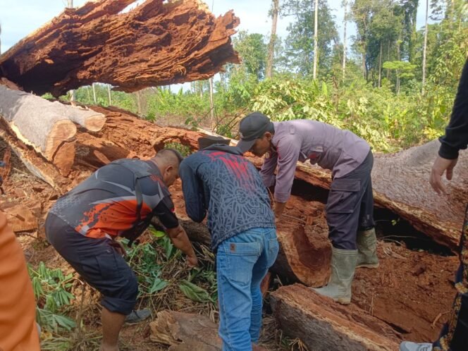 
					Pohon Damar yang ditebang warga Desa Binanun. Dok.Polsek Sembakung.