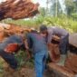 Pohon Damar yang ditebang warga Desa Binanun. Dok.Polsek Sembakung.