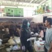 Sapi sapi kurban asal Pare Pare yang didatangkan ke Nunukan menggunakan KM Thalia. Dok.Balai Karantina Nunukan.