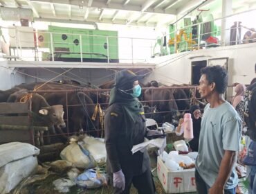 Sapi sapi kurban asal Pare Pare yang didatangkan ke Nunukan menggunakan KM Thalia. Dok.Balai Karantina Nunukan.