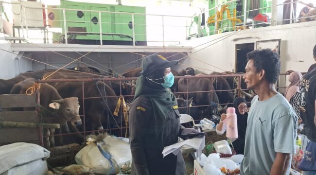 Sapi sapi kurban asal Pare Pare yang didatangkan ke Nunukan menggunakan KM Thalia. Dok.Balai Karantina Nunukan.