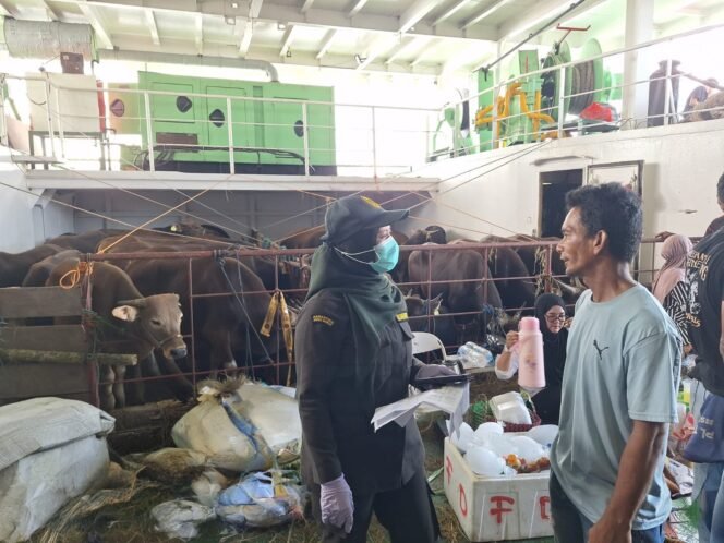 
					Sapi sapi kurban asal Pare Pare yang didatangkan ke Nunukan menggunakan KM Thalia. Dok.Balai Karantina Nunukan.