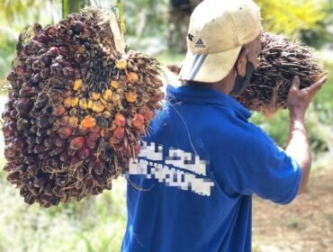 Ilustrasi : Seorang warga binaan pemasyarakatan sedang memanen kelapa sawit. Dok.Lapas Nunukan.