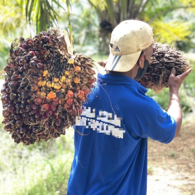 
					Ilustrasi : Seorang warga binaan pemasyarakatan sedang memanen kelapa sawit. Dok.Lapas Nunukan.
