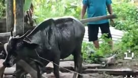 Seekor sapi yang berhasil dievakuasi Damkar pasca terperosok dalam tanki septik warga di Binusan. Dok.Disdamkarmat Nunukan.