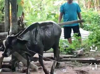 Seekor sapi yang berhasil dievakuasi Damkar pasca terperosok dalam tanki septik warga di Binusan. Dok.Disdamkarmat Nunukan.