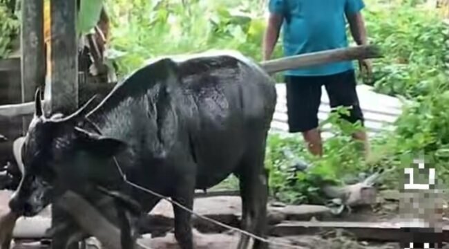 Seekor sapi yang berhasil dievakuasi Damkar pasca terperosok dalam tanki septik warga di Binusan. Dok.Disdamkarmat Nunukan.