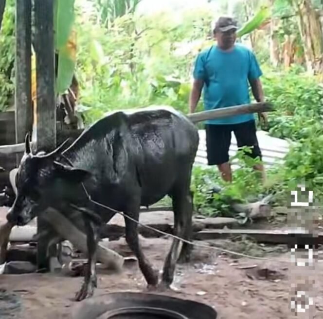 
					Seekor sapi yang berhasil dievakuasi Damkar pasca terperosok dalam tanki septik warga di Binusan. Dok.Disdamkarmat Nunukan.