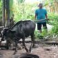 Seekor sapi yang berhasil dievakuasi Damkar pasca terperosok dalam tanki septik warga di Binusan. Dok.Disdamkarmat Nunukan.