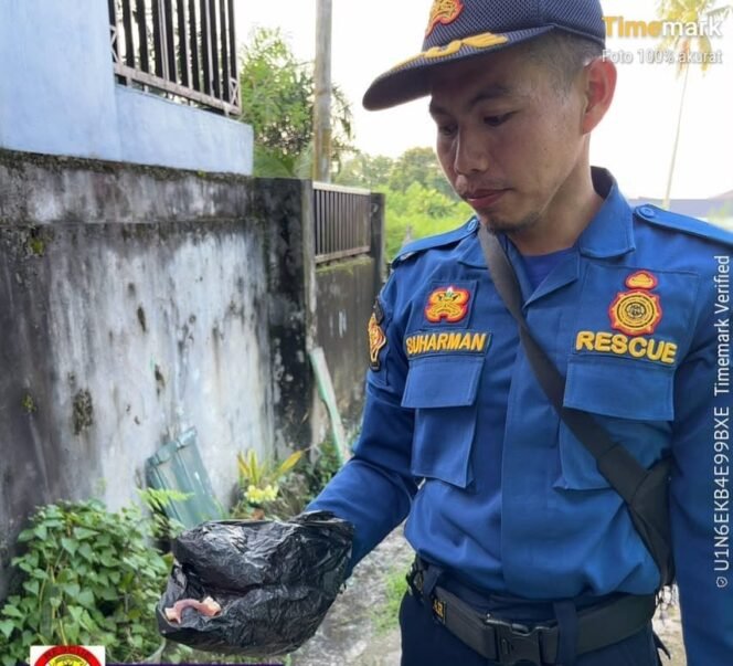 
					Petugas Damkar menunjukkan gigi palsu Ibu Samsiah (61) yang jatuh dan masuk pipa saluran pembuangan air kotor. Dok.Disdamkar Nunukan.
