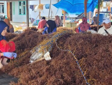 Ibu ibu sedang mengikat bibit rumput laut untuk budi daya.