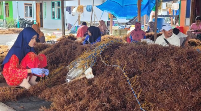 Ibu ibu sedang mengikat bibit rumput laut untuk budi daya.