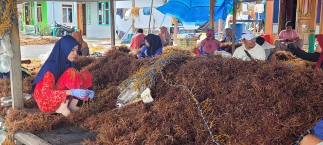 
					Ibu ibu sedang mengikat bibit rumput laut untuk budi daya.
