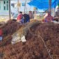 Ibu ibu sedang mengikat bibit rumput laut untuk budi daya.