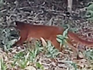 Spesies langka endemik Kalimantan Kucing Merah Kalimantan (Catopuma badia), terekam kamera pengintai di Wilayah Resor Mentarang Tubu, Kabupaten Malinau. Dok.TNKM.