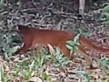 Spesies langka endemik Kalimantan Kucing Merah Kalimantan (Catopuma badia), terekam kamera pengintai di Wilayah Resor Mentarang Tubu, Kabupaten Malinau. Dok.TNKM.