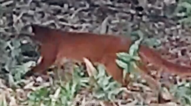 Spesies langka endemik Kalimantan Kucing Merah Kalimantan (Catopuma badia), terekam kamera pengintai di Wilayah Resor Mentarang Tubu, Kabupaten Malinau. Dok.TNKM.