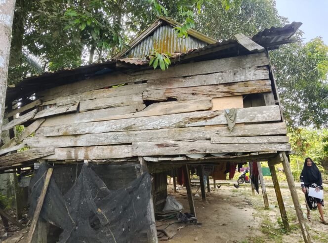 
					Rumah Lansia bernama Ibu Ringgi (63) warga Jalan Jagung Manis, Kelurahan Mansapa, Nunukan Selatan. Ibu Ringgi tak menerima bantuan rehab rumah karena terdata sebagai Desil 6-10. Dok.Andi Fajrul.