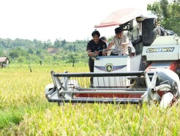 Wakil Bupati Nunukan, Hermanus saat panen raya dalam rangkaian kegiatan FFD di Desa Binusan. Dok.Prokopim.