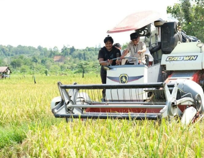 
					Wakil Bupati Nunukan, Hermanus saat panen raya dalam rangkaian kegiatan FFD di Desa Binusan. Dok.Prokopim.