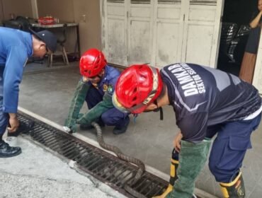 Petugas Damkar saat menangkap ular King Kobra sepanjang 3 meter yang masuk pekarangan rumah eks Bupati Nunukan, Asmin Laura Hafid. Dok.Disdamkar Nunukan.